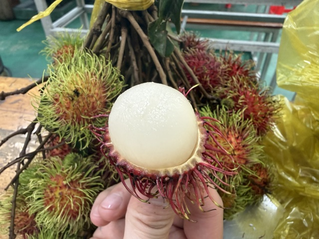 ベトナムのフルーツ🥝🍇🍉